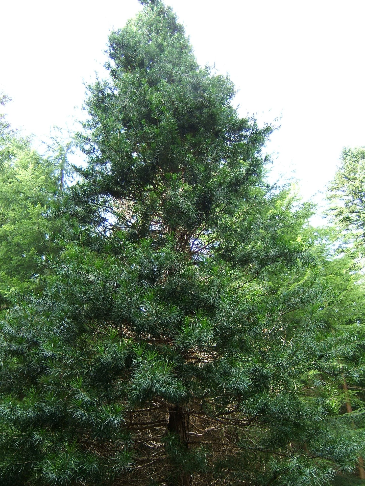 Japanese Umbrella Pine Koyamaki Pine (Sciadopitys verticillata)