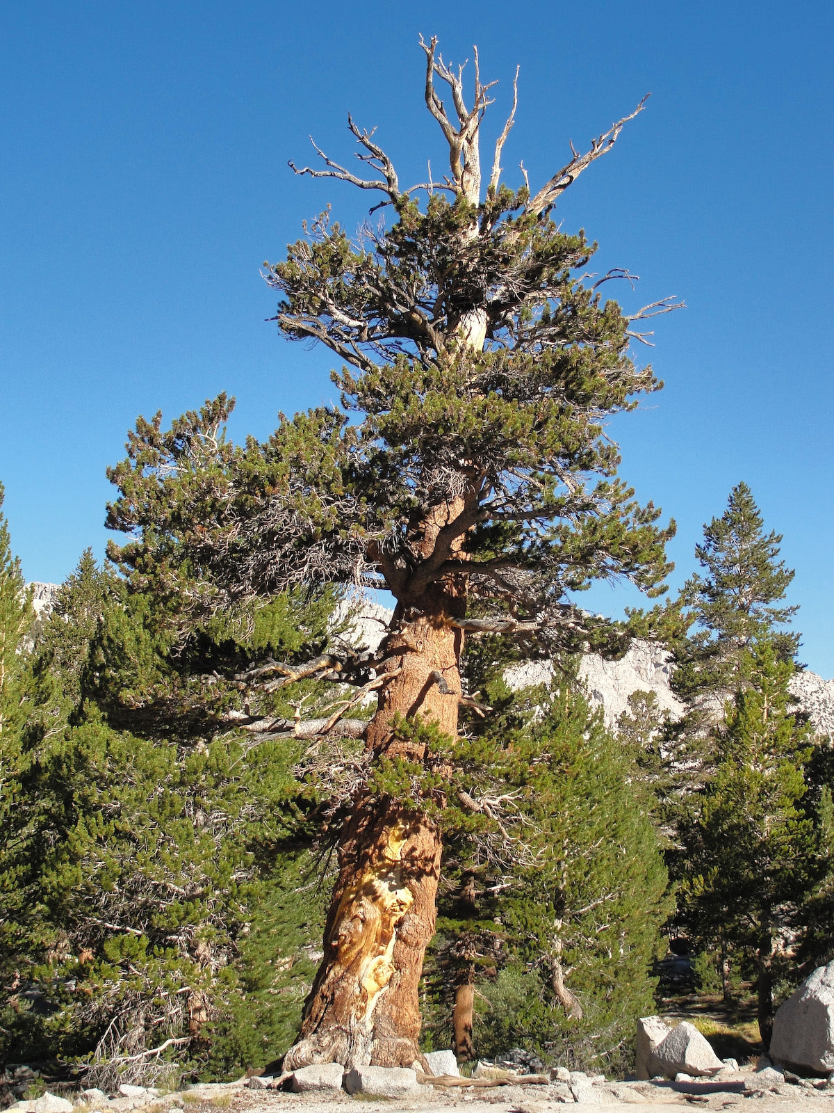 Foxtail Pine (Pinus balfouriana)