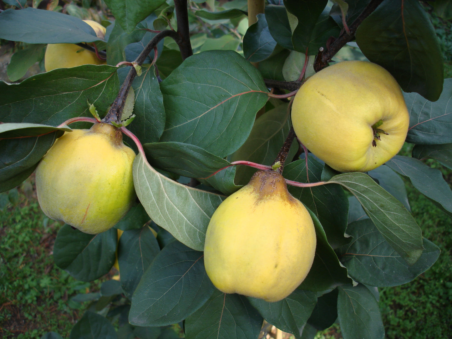 Quince (Cydonia oblonga)