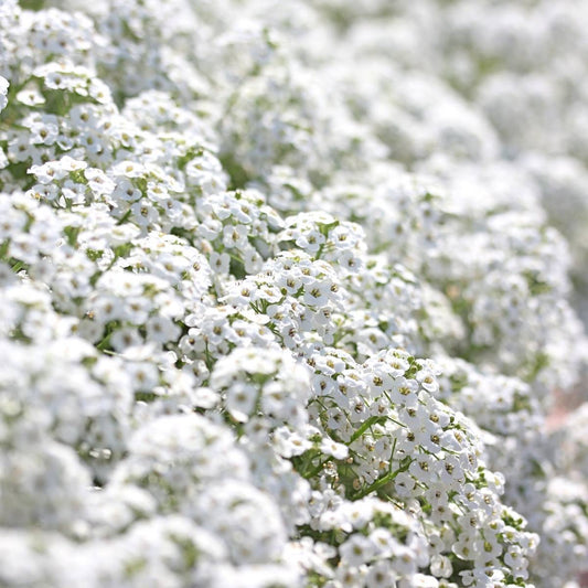 Snow Cloth Alyssum (Lobularia maritima 'Snow Cloth')