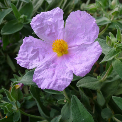 Grey-leaved Cistus White-leaved Rock Rose (Cistus albidus)