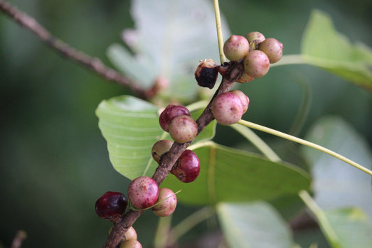 Peepul Tree, Sacred Fig (Ficus religiosa)