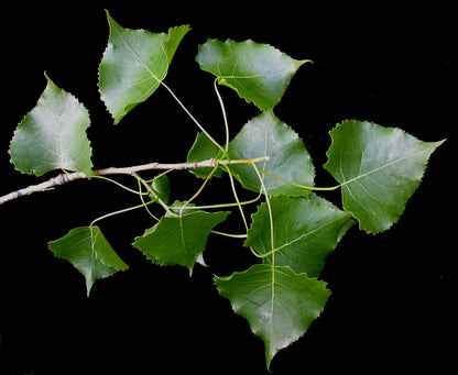 Cottonwood Eastern Cottonwood (Populus deltoides)