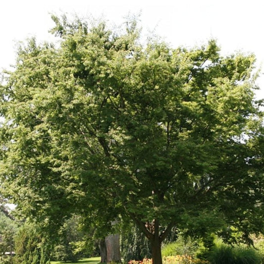 Chinese Zelkova (Zelkova sinica)