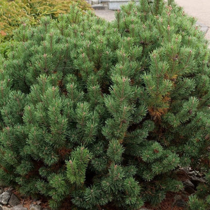 Dwarf Mugo Pine (Pinus mugo var. pumilio)