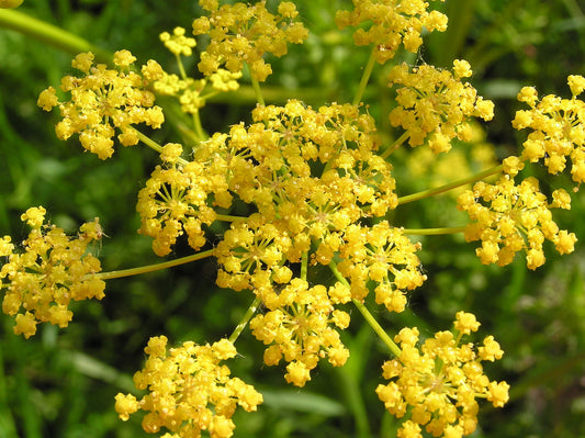 Parsnip (Pastinaca sativa)