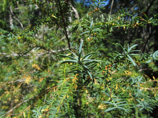 Pacific Yew (Taxus brevifolia)