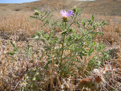 Tahoka Daisy Tansey Tanseyleaf Tansyaster (Machaeranthera tanacetifolia)