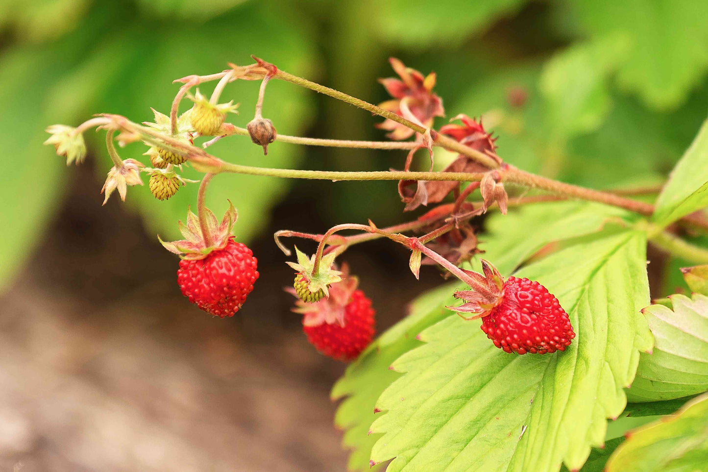 Wild Strawberry, Woodland (Fragaria vesca)