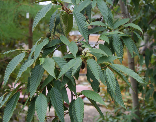 Asian Firma Green Alder (Alnus firma)