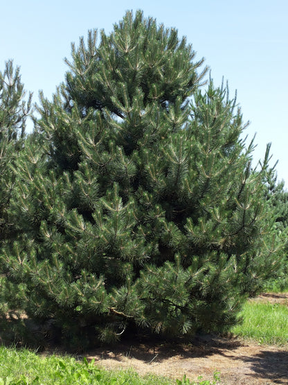 Austrian European Black Pine (Pinus nigra var. austriaca)