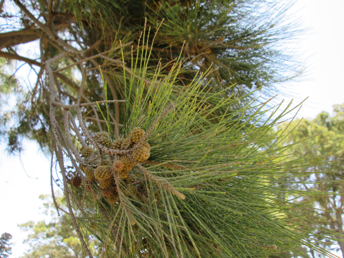 Australian Pine Beefwood Creek Oak Kasa River Casuarina Sheoak (Casuarina cunninghamiana)