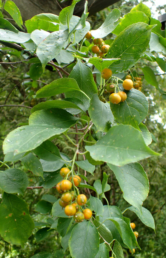 American Bittersweet Climbing Bittersweet (Celastrus scandens)