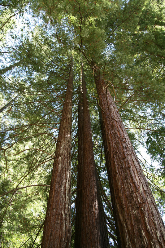 California Redwood Coast Redwood (Sequoia sempervirens)