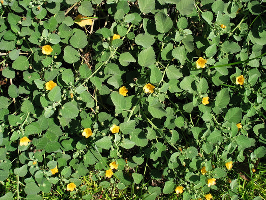 Yellow Ilima (Sida fallax)