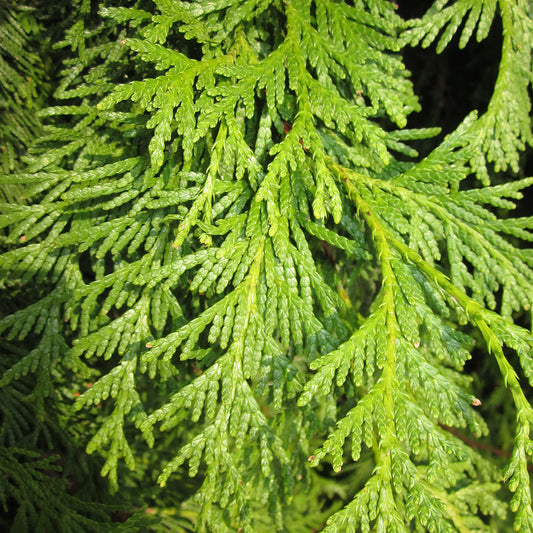 American Arborvitae, White Cedar (Thuja occidentalis)
