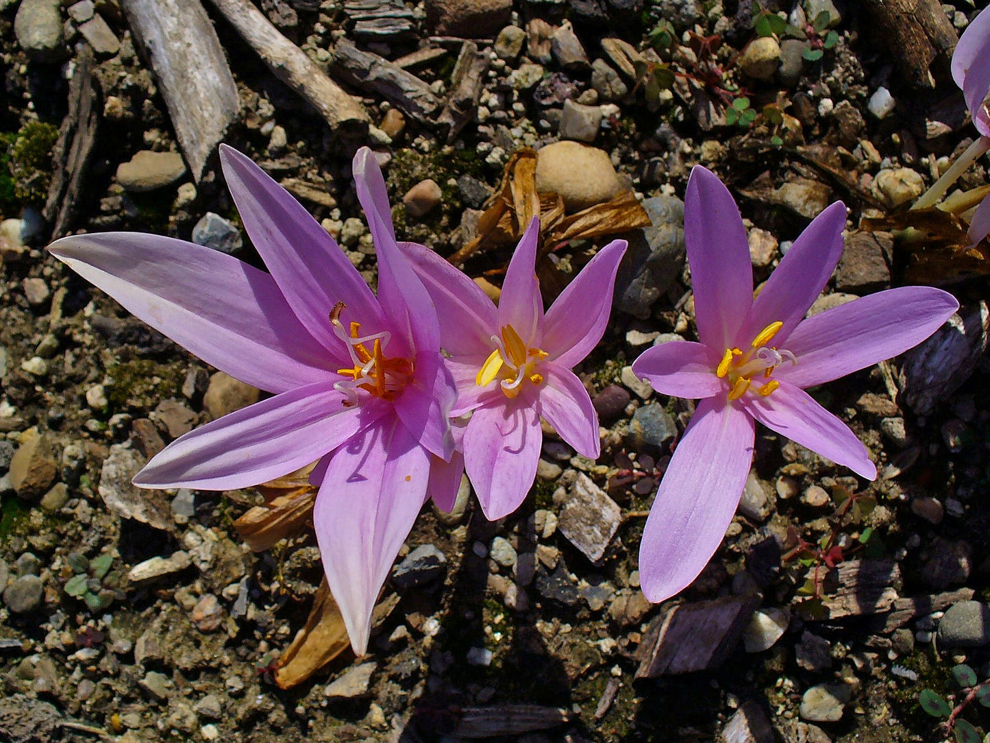 Common Autumn Crocus Meadow Saffron Naked Lady (Colchicum autumnale)