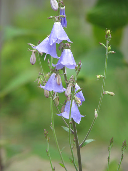 Ladybells (Adenophora bulleyana)