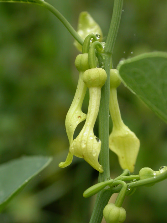 Birthwort (Aristolochia clematitis)