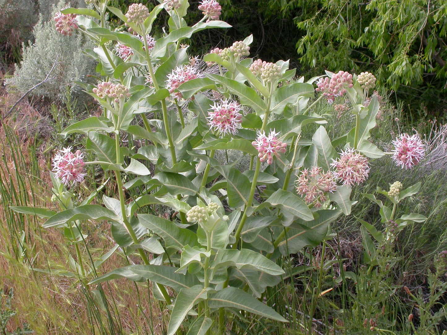 Showy Milkweed (Asclepias speciosa)