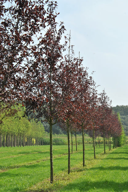 Choke Cherry (Prunus virginiana)