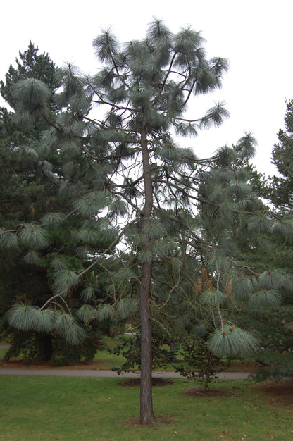 Apache Arizona Longleaf Pine (Pinus engelmannii)