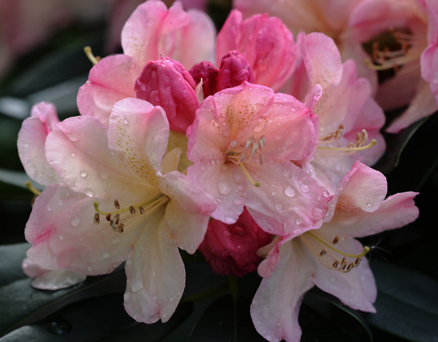 Yakushima Rhododendron (Rhododendron yakushimanum)