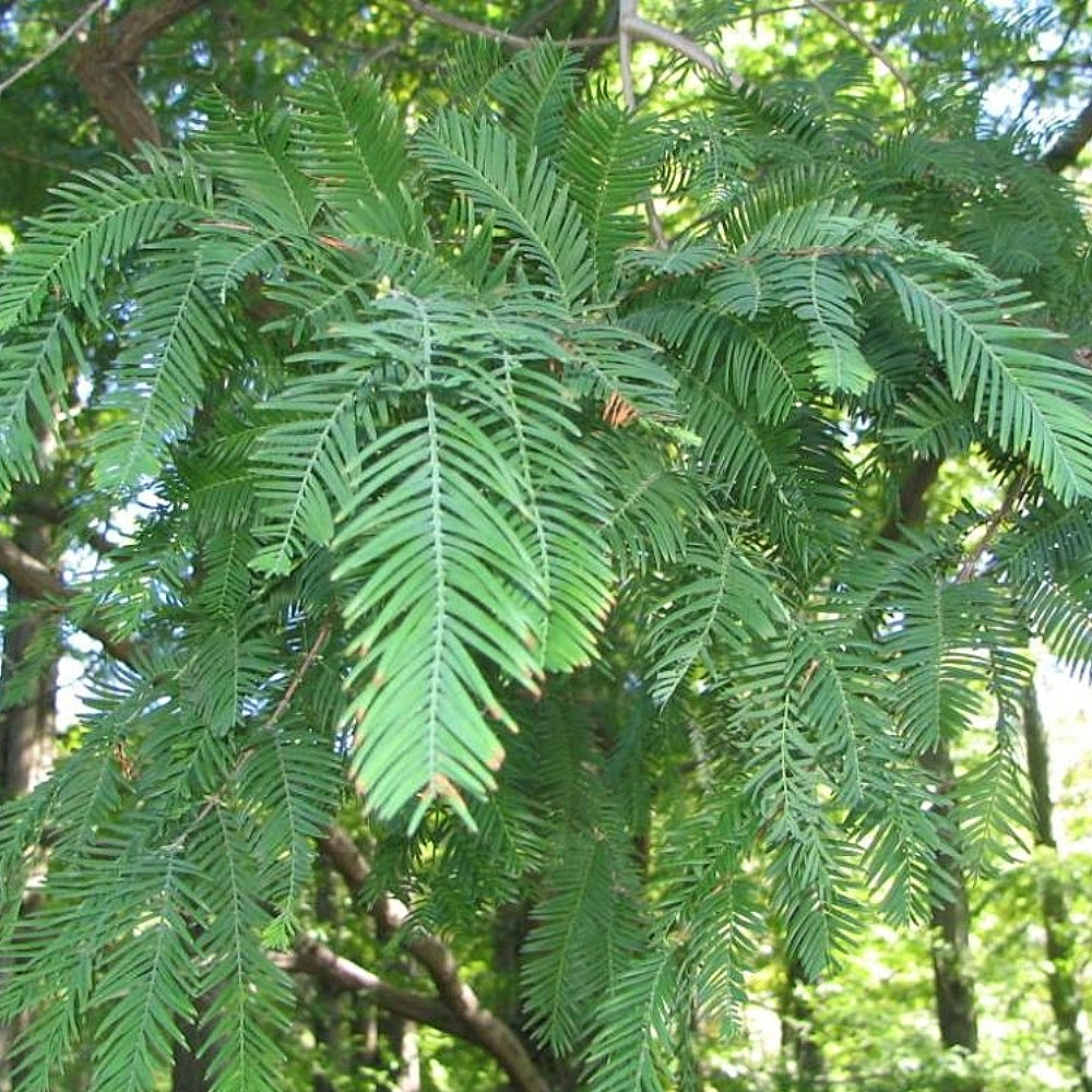 Dawn Redwood (Metasequoia glyptostroboides)