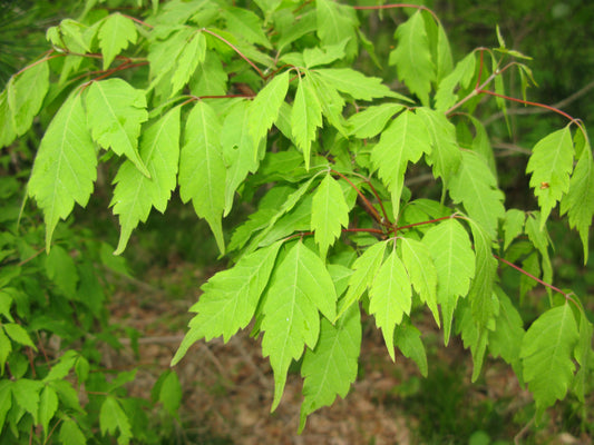 Ivy-leaved Vine-leaved Maple (Acer cissifolium)