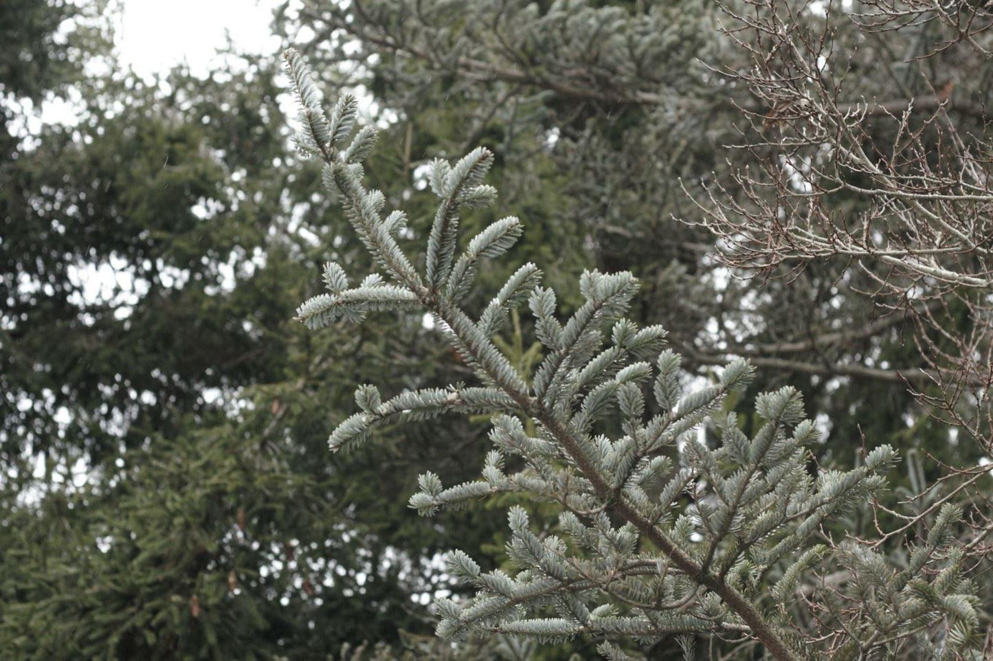 Faber's Fir (Abies fabri)