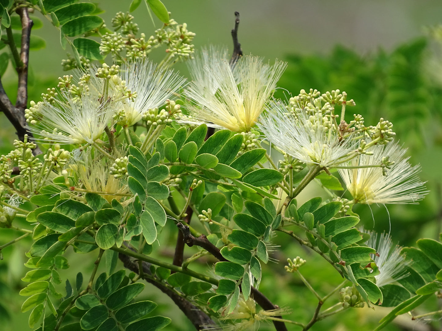 Kalkora Mimosa Silk Tree (Albizia kalkora)