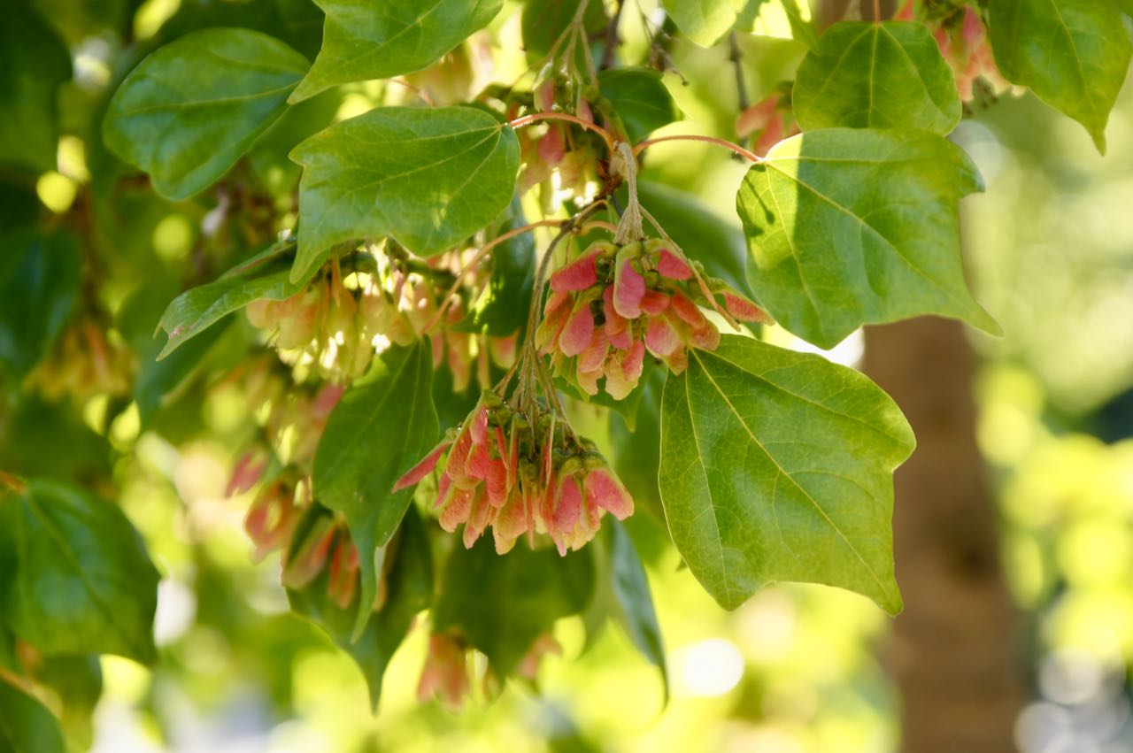 Trident Maple (Acer buergerianum)