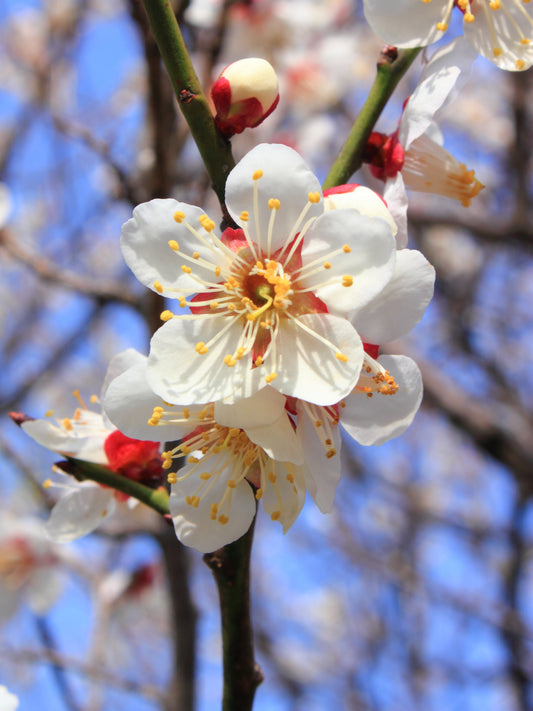 Chinese Plum Japanese Apricot Flowering Apricot (Prunus mume)