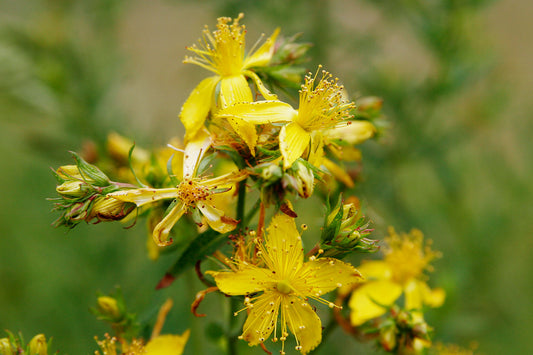 Common St. Johnswort (Hypericum perforatum)