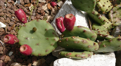 Devils-tongue Prickly Pear Fig (Opuntia humifusa)
