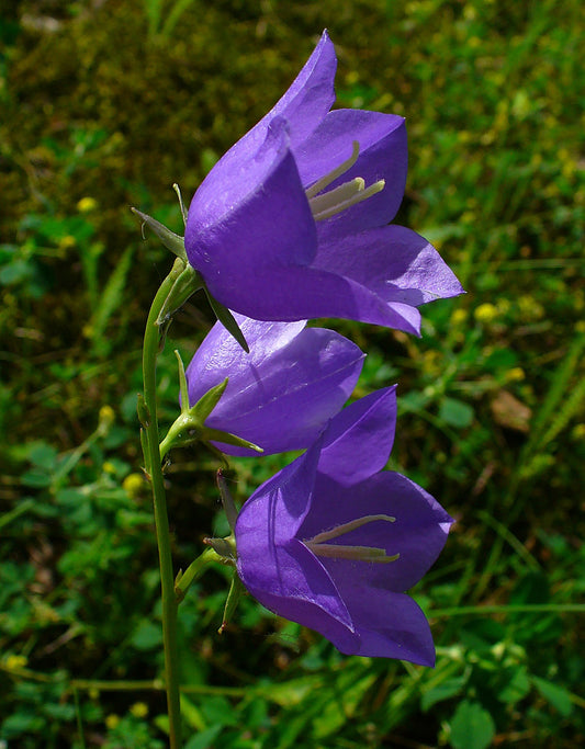 Peach-leaved Peachleaf Bellflower (Campanula persicifolia)