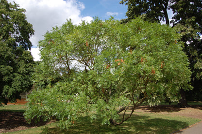 Yellowhorn (Xanthoceras sorbifolium)