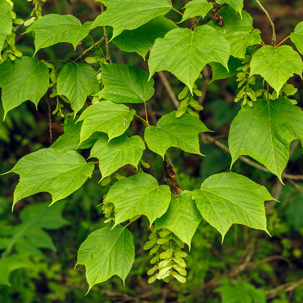 Moose Moosewood Striped Maple (Acer pensylvanicum)