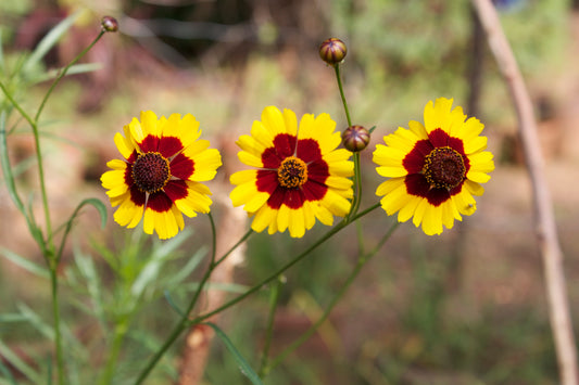 Golden Tickseed (Coreopsis tinctoria)