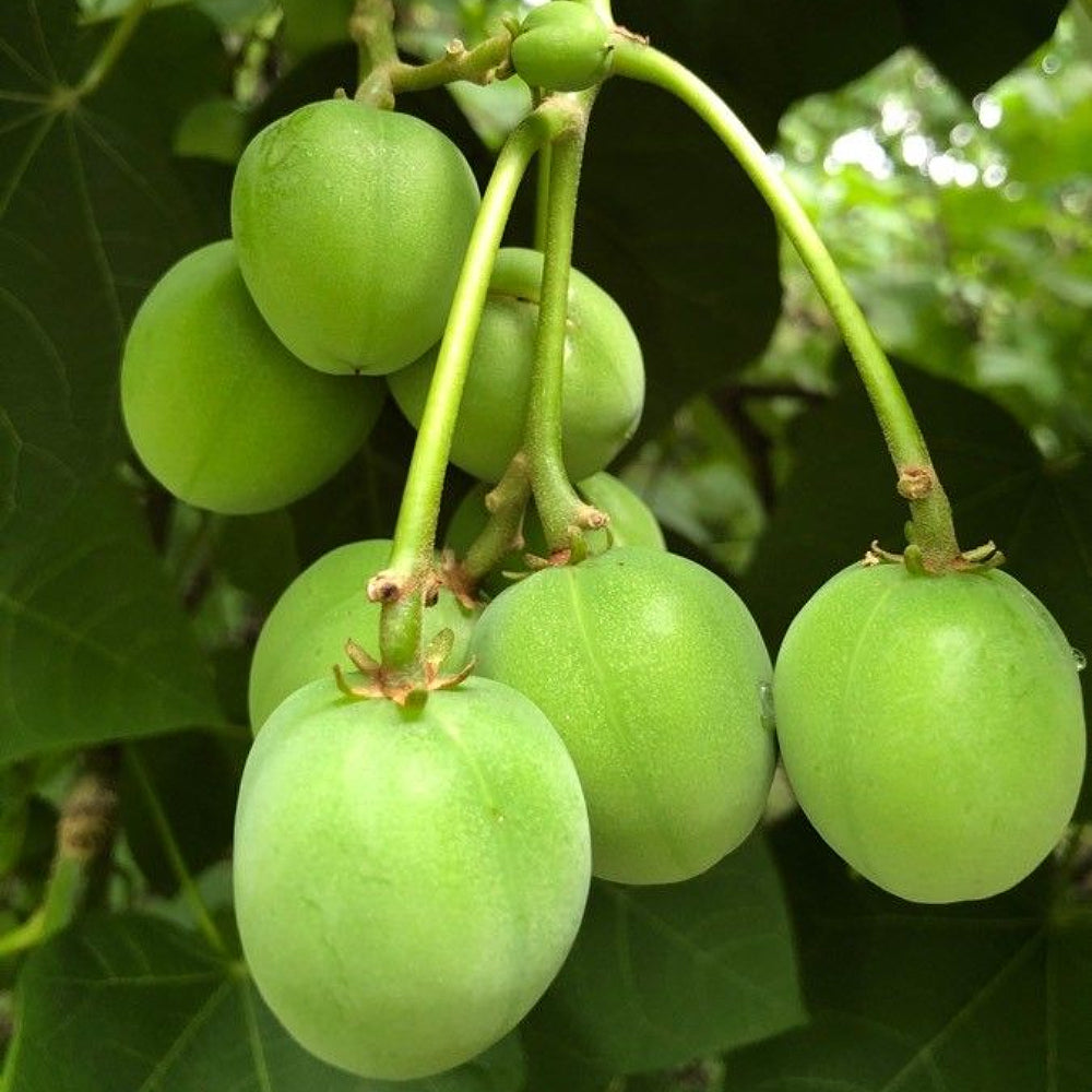 Barbados Nut Physic Nut (Jatropha curcas)