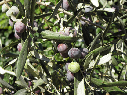 Canino Olive Common Edible Olive (Olea europaea var. europaea 'CANINO')