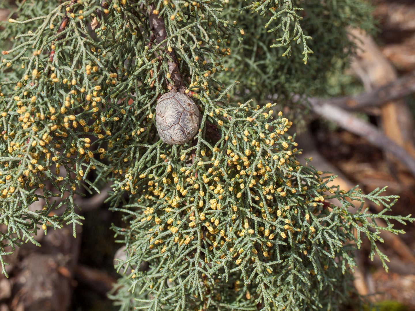 Arizona Cypress (Hesperocyparis arizonica)
