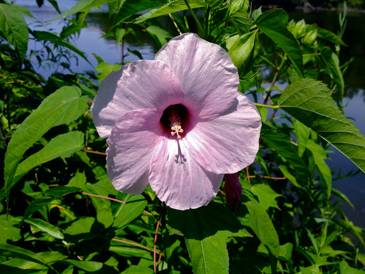 Halberdleaf Hibiscus Halberdleaf Rosemallow (Hibiscus laevis)