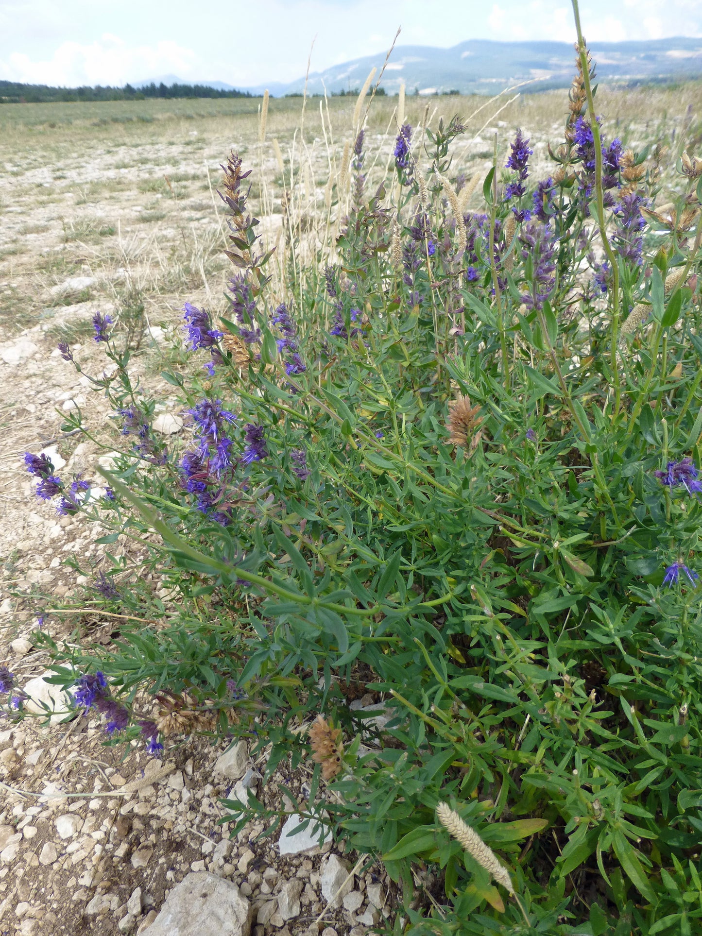 Broadleaved Lavender Spike Lavendar (Lavandula latifolia)