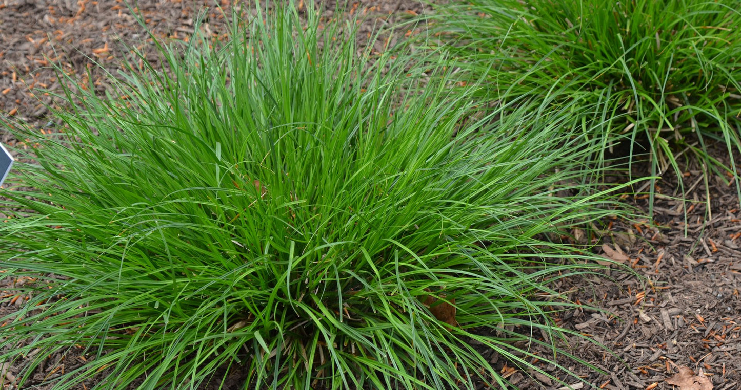 Fox Sedge (Carex vulpinoidea)