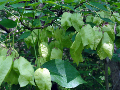 American Bladdernut Bladdernut (Staphylea trifolia)