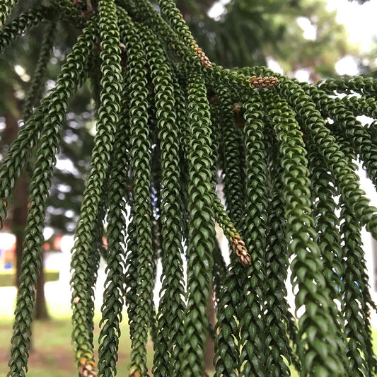 Cook Pine New Caledonia Pine (Araucaria columnaris)