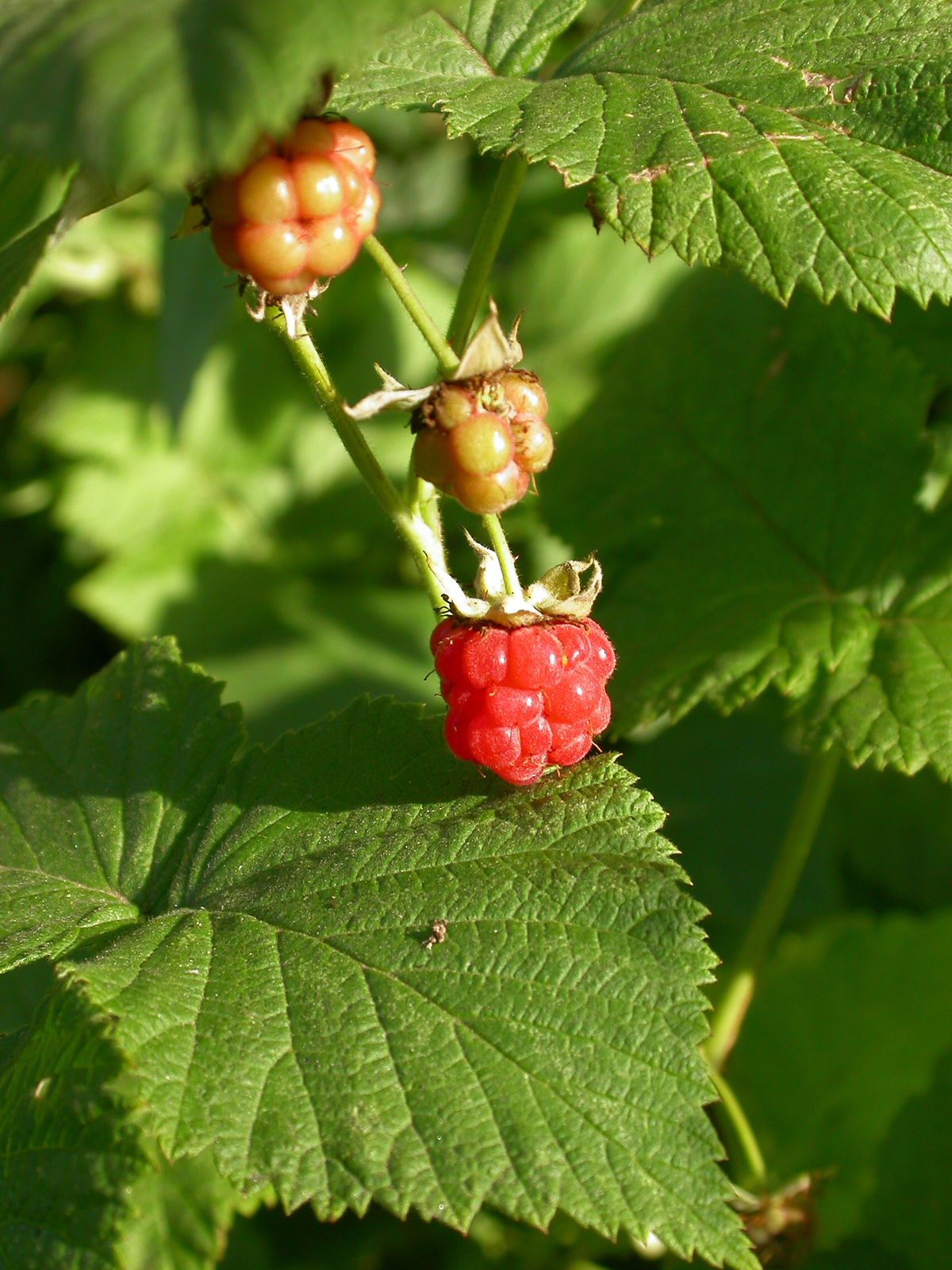 European Raspberry Framboise Red Raspberry (Rubus idaeus)