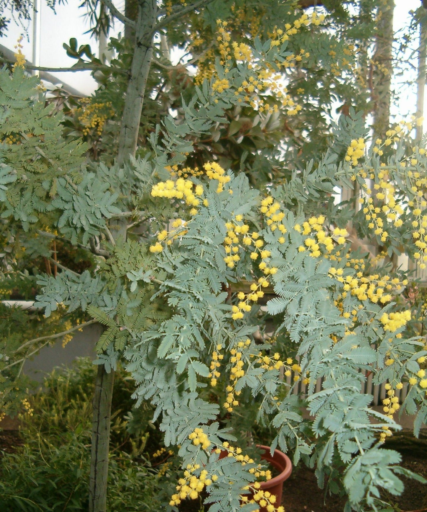 Bailey Acacia Cootamundra Wattle Golden Mimosa (Acacia baileyana)