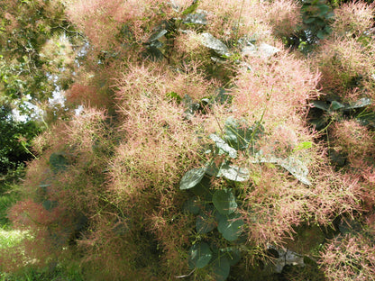 Common Smoketree European Smoke Bush (Cotinus coggygria)